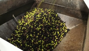 Dagli olivi castiglionesi 300 litri di pregiato olio extra vergine.